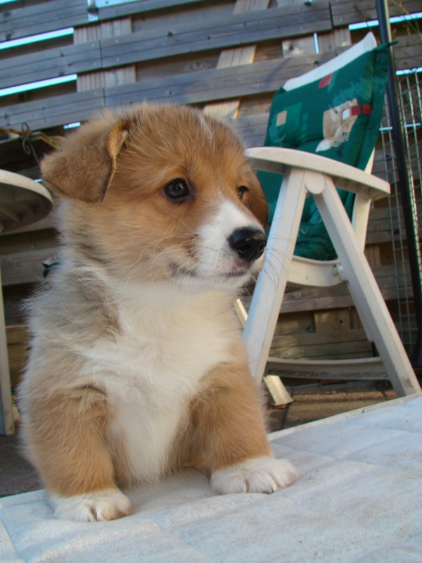 Puppies